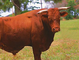 bull animal taurus