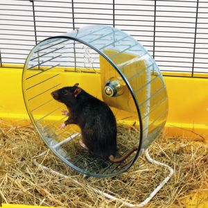 rat-cage-wheel.jpg