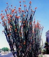 Henry and His Living Ocotillo Fences – An Interlude