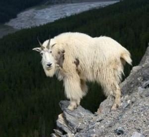 goat on ledge