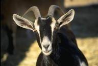 capricorn goat
