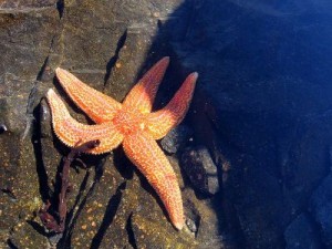 starfish on rock