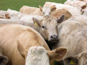 cattle-herded