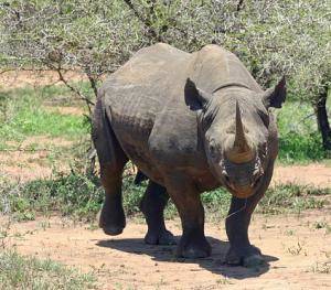 rhino charge