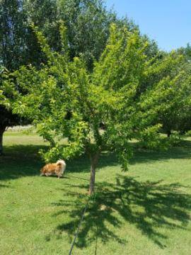 tree with dog