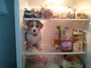 Dog fridge