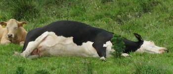 cow lying on side