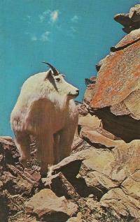 capricorn mountain goat
