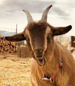 Capricorn brown goat