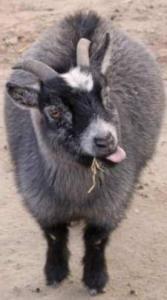 Capricorn black goat