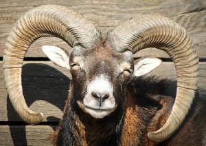 aries ram eyes closed