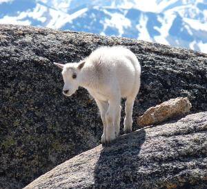 capricorn mountain goat