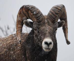 aries ram in snow