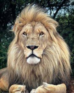 leo lion regal