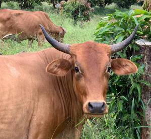 taurus bull staring