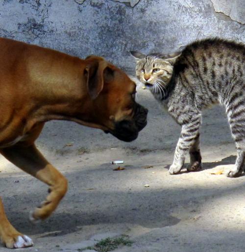 standoff dog cat