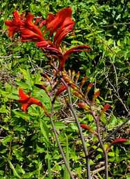 CROCOSMIA flower