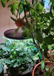 indoor tomatoes